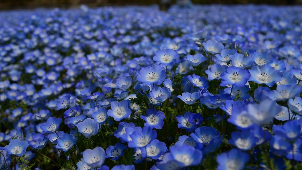 19 全国のネモフィラ名所おすすめ14選 美しすぎる青い花絶景 ローリエプレス