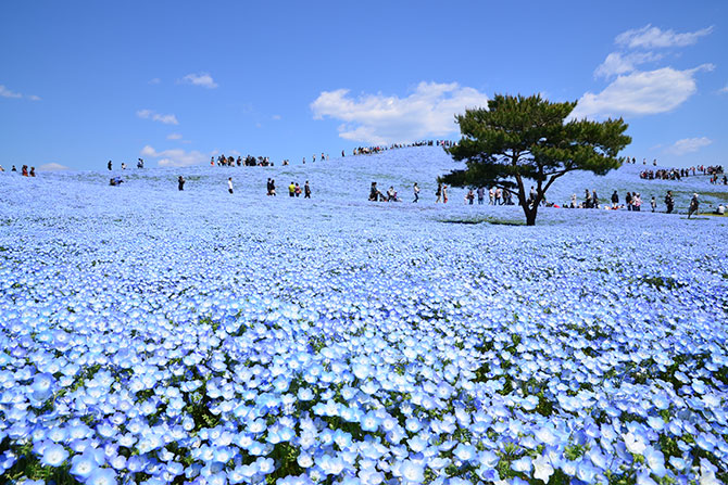 19 全国のネモフィラ名所おすすめ14選 美しすぎる青い花絶景 ローリエプレス