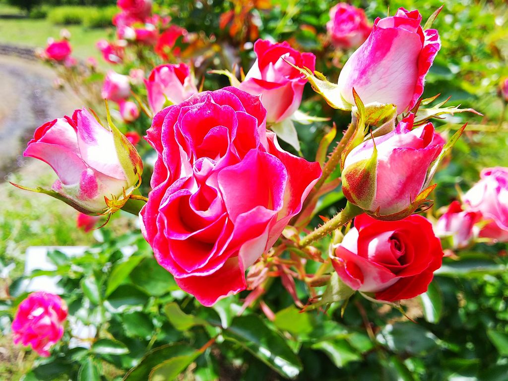 全国 バラ園 ローズガーデン32選 華やかで美しいバラを見に行こう ローリエプレス