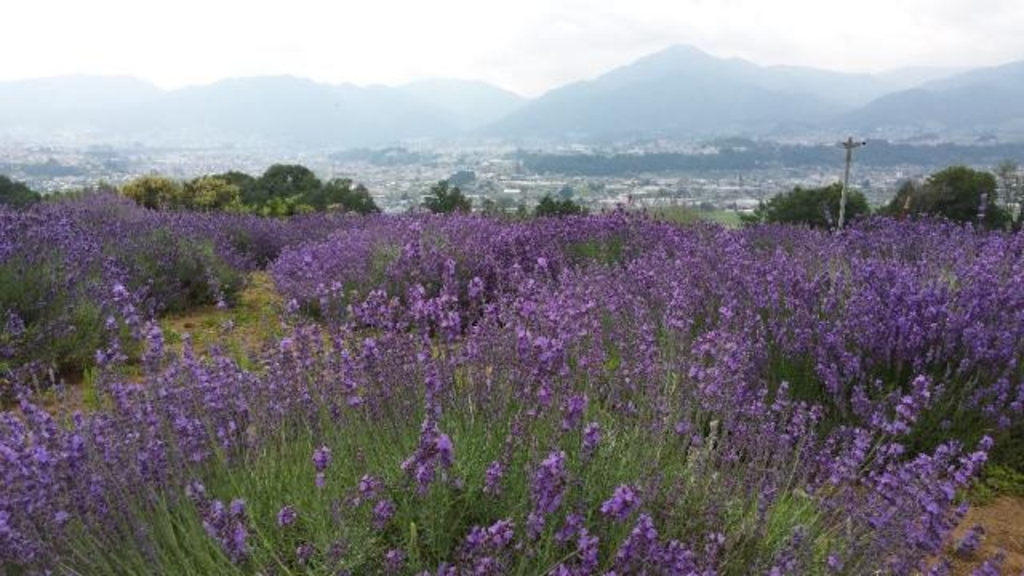 全国 初夏の絶景 ラベンダー畑 30選 色鮮やかで美しい紫色の絨毯を見に行こう ローリエプレス