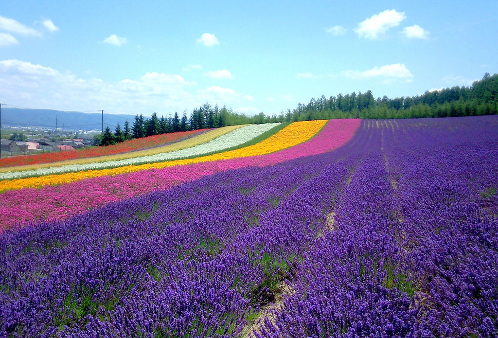 全国 初夏の絶景 ラベンダー畑 30選 色鮮やかで美しい紫色の絨毯を見に行こう ローリエプレス