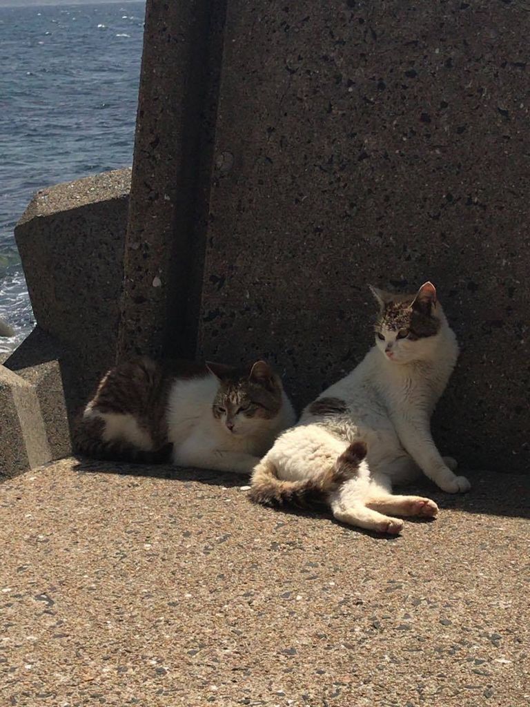 全国 猫に会える癒しの 猫島 ねこスポット 選 かわいい姿に悶絶必至 ローリエプレス