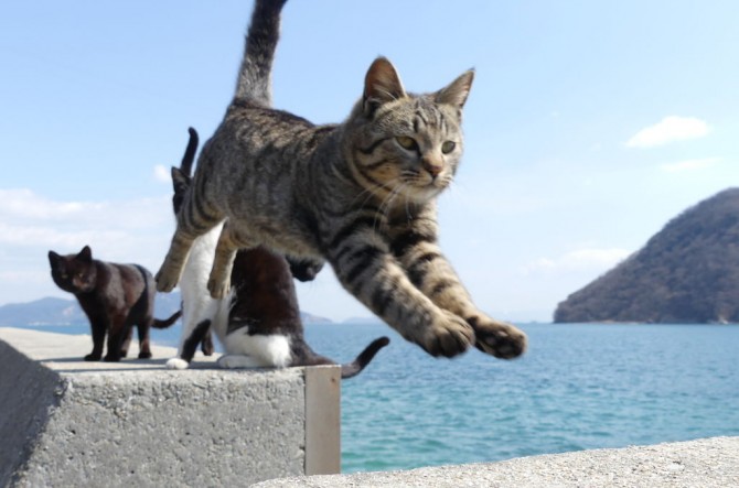 全国 猫に会える癒しの 猫島 ねこスポット 選 かわいい姿に悶絶必至 ローリエプレス