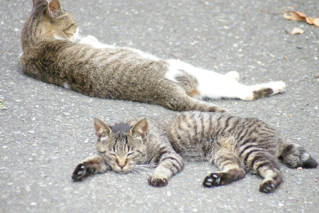 全国 猫に会える癒しの 猫島 ねこスポット 選 かわいい姿に悶絶必至 ローリエプレス