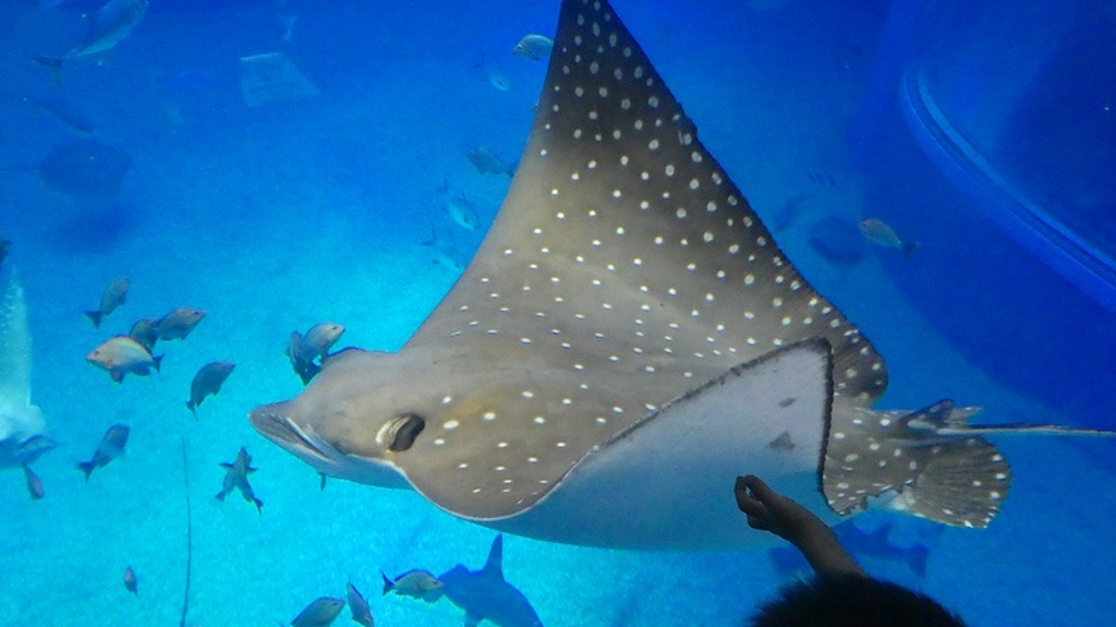 関西 雨の日のお出かけに 室内で遊べるスポット30選 観光にもおすすめ ローリエプレス