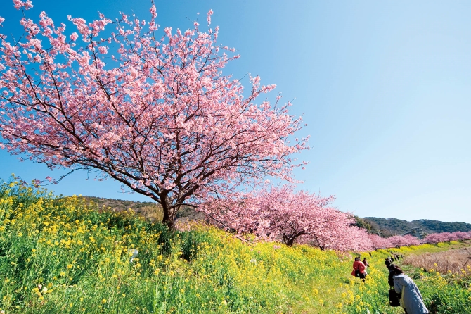 関東 2月3月見頃のお花畑スポット16選 絶景で春を先取り ローリエプレス