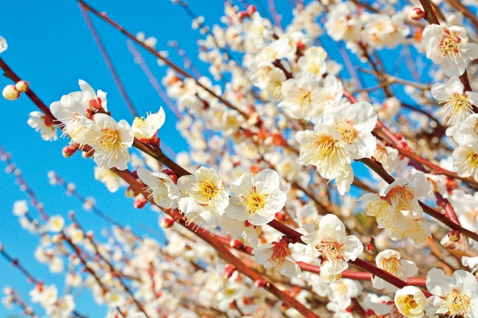 関東 2月3月見頃のお花畑スポット16選 絶景で春を先取り ローリエプレス