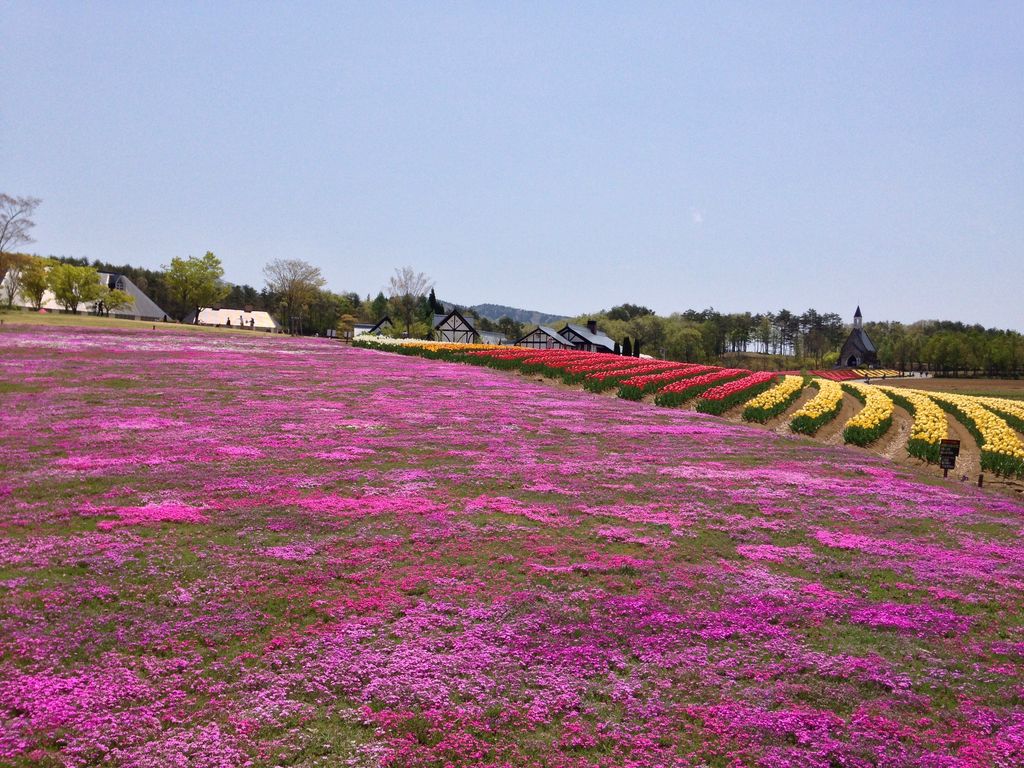 全国 芝桜の名所26選 一面ピンクの花の絨毯が絶景すぎる ローリエプレス
