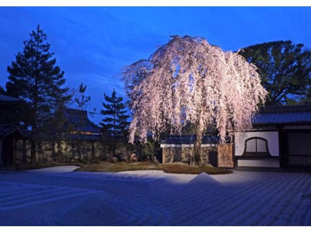 19 京都の夜桜スポット10選 ライトアップされた桜の下で花見を楽しもう ローリエプレス