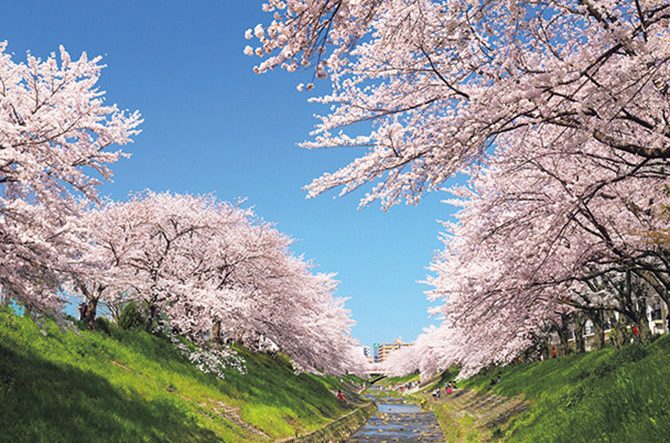 19 関西 桜絶景 おすすめ30選 名所から穴場 開花時期 見頃 混雑情報も ローリエプレス