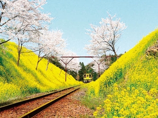 いすみ鉄道沿線の 桜 菜の花 情報19 ムーミン列車でお花見しよう 千葉 ローリエプレス