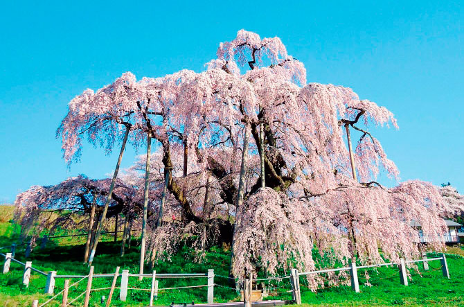 全国 しだれ桜 15選 一度はお花見したい名所の絶景も 19見頃 開花時期 ローリエプレス