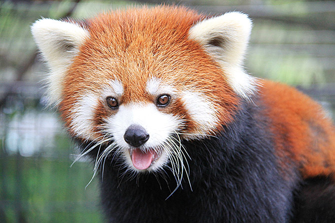 アンタッチャブル柴田が教える 意外と面白い 動物雑学 と動物園の楽しみ方 ローリエプレス