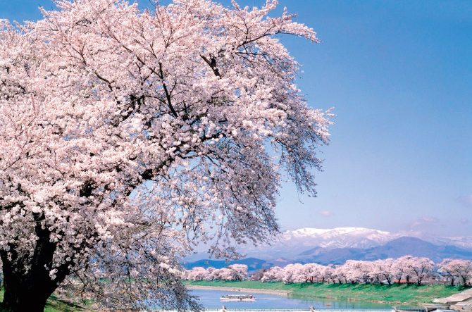 白石川堤一目千本桜 と 船岡城址公園 花見名所をはしご 見頃も 宮城 19 ローリエプレス