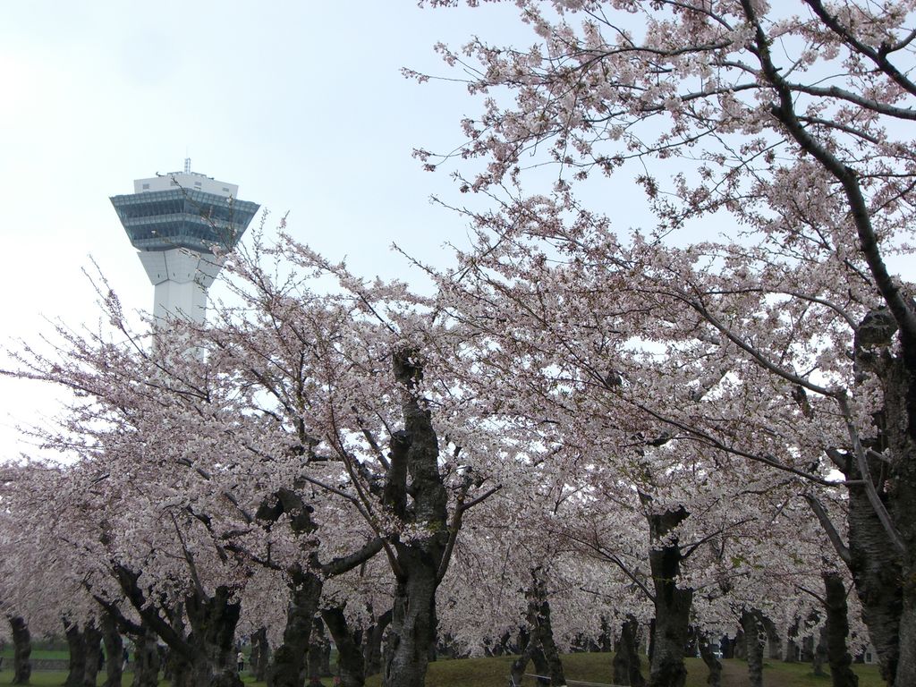 19 北海道で桜が楽しめるスポット10選 お花見に出かけよう ローリエプレス