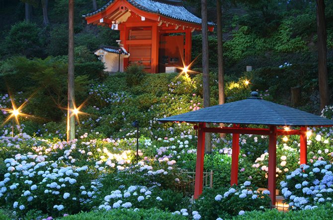 京都 三室戸寺のあじさい19 開花や見ごろは アクセス 混雑を避けるコツも ローリエプレス