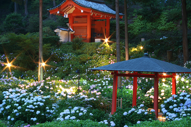 京都 三室戸寺のあじさい19 開花や見ごろは アクセス 混雑を避けるコツも ローリエプレス