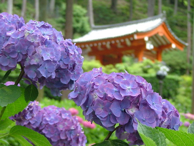 京都 三室戸寺のあじさい19 開花や見ごろは アクセス 混雑を避けるコツも ローリエプレス