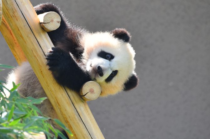あぁ かわいい パンダ写真55連発 癒し 和歌山 アドベンチャーワールド ローリエプレス