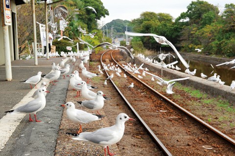 17年年賀状ネタに 鳥まみれの写真を撮るならココ 東海 16年11月28日 エキサイトニュース