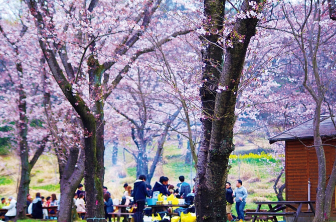 ピクニックの達人が指南 グループで楽しむお花見ピクニック 関東 17年3月14日 エキサイトニュース