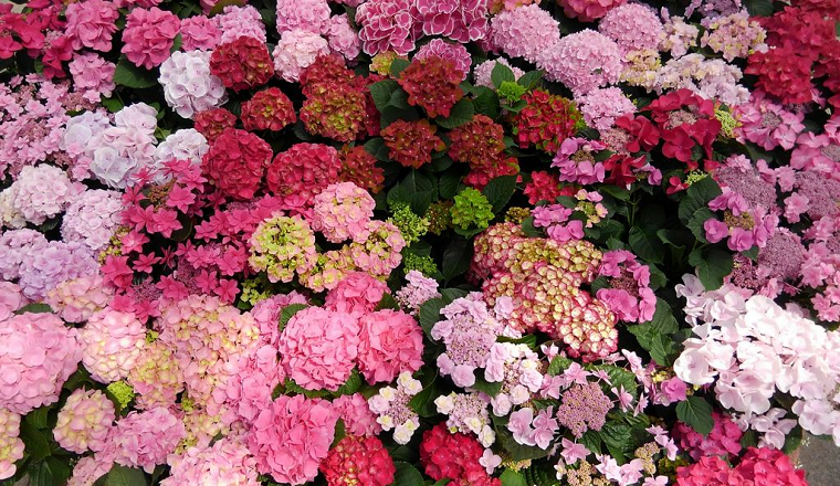 18 全国 あじさい 名所34選 Sns映え抜群なカラフル紫陽花を見に行こう 19年4月8日 エキサイトニュース 2