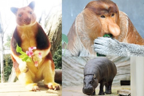 日本ではココだけ!「上野動物園」と「ズーラシア」の動物が ...