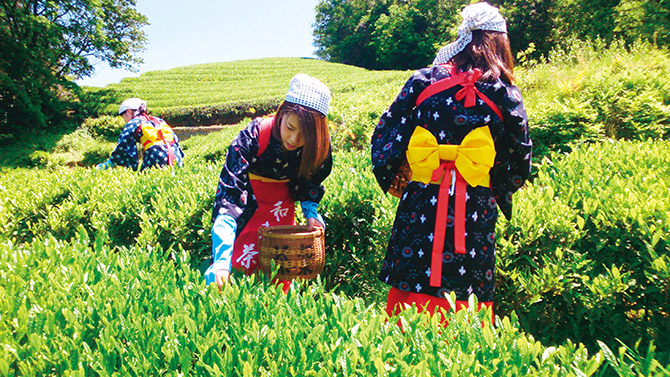 茶摘み が次来る 関西 中国地方でいち早くレア体験を 17年5月28日 エキサイトニュース