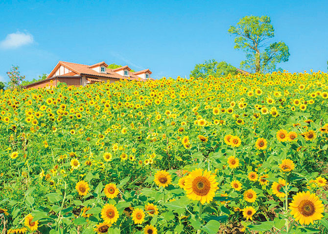 1万本の花畑にひまわり迷路 夏に行きたい 絶景ひまわり畑 6選 関西 17年6月12日 エキサイトニュース