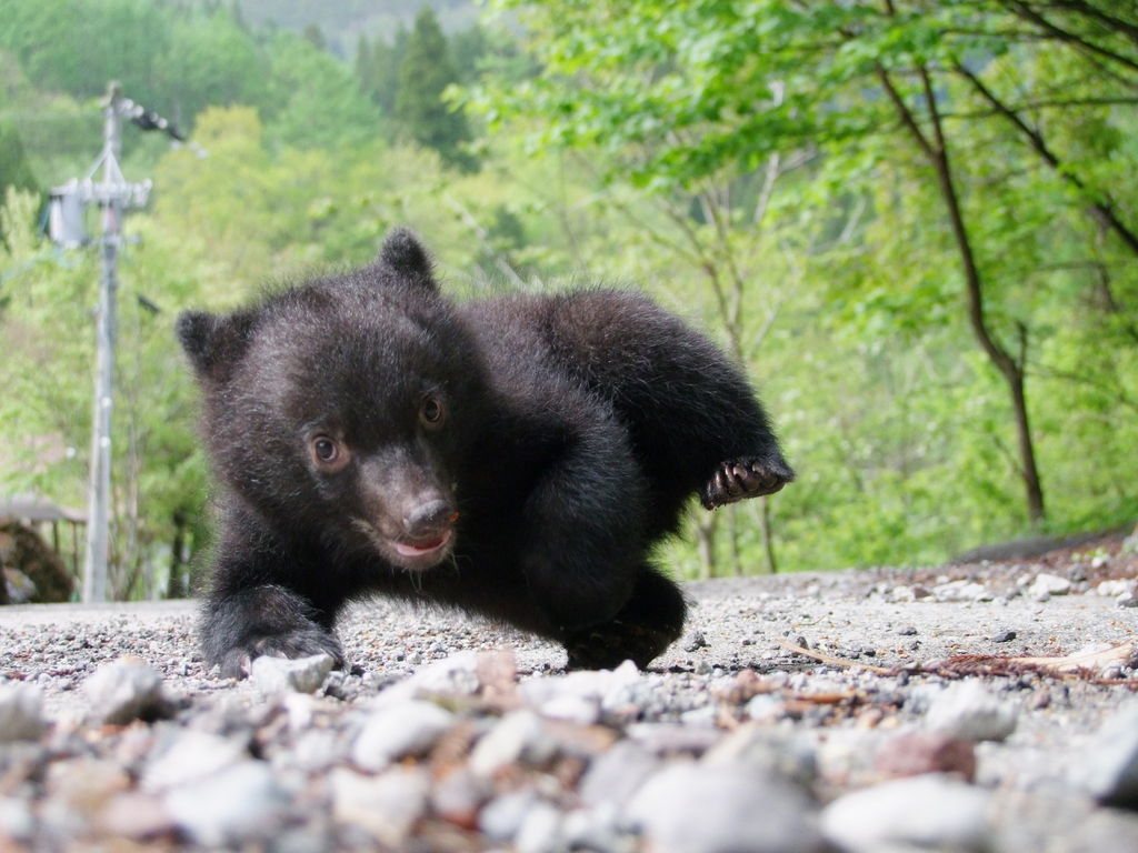 全国】動物ふれあいスポット29選♪大人から子どもまで動物好き必見