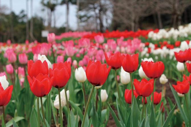 赤いチューリップの花言葉は 愛の告白 初デートで行きたい花絶景8選 九州 18年2月5日 エキサイトニュース