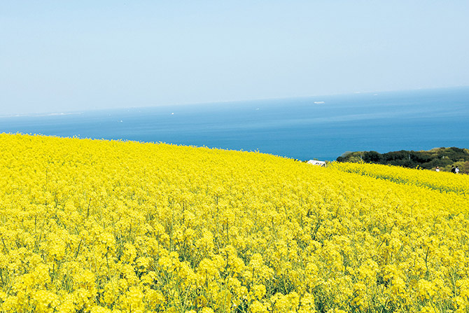 一足早く春気分を満喫 これから見頃の 花絶景 9選 関西 中四国 19年2月14日 エキサイトニュース