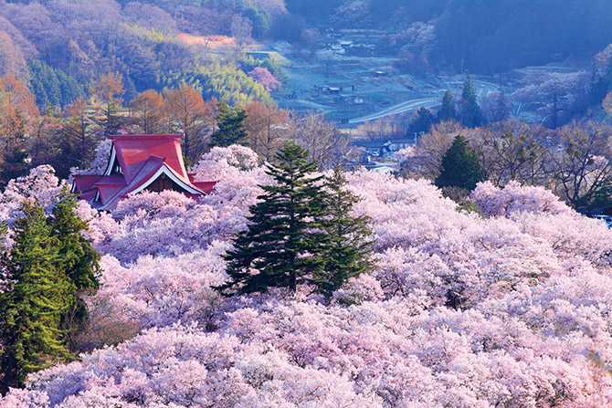 19 一度は見たい高遠桜 高遠城址公園の花見 そばグルメ情報も 長野 19年4月2日 エキサイトニュース