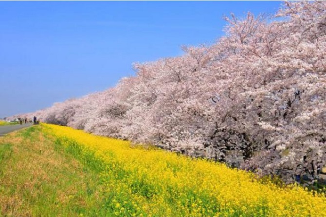 19 全国の桜まつり40選 お花見イベントや夜桜ライトアップなど 19年3月15日 エキサイトニュース