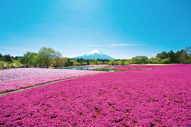 春の絶景 お花畑 12選 東海 ゴールデンウィークの日帰りデートにもオススメ 19年4月18日 エキサイトニュース 5 6