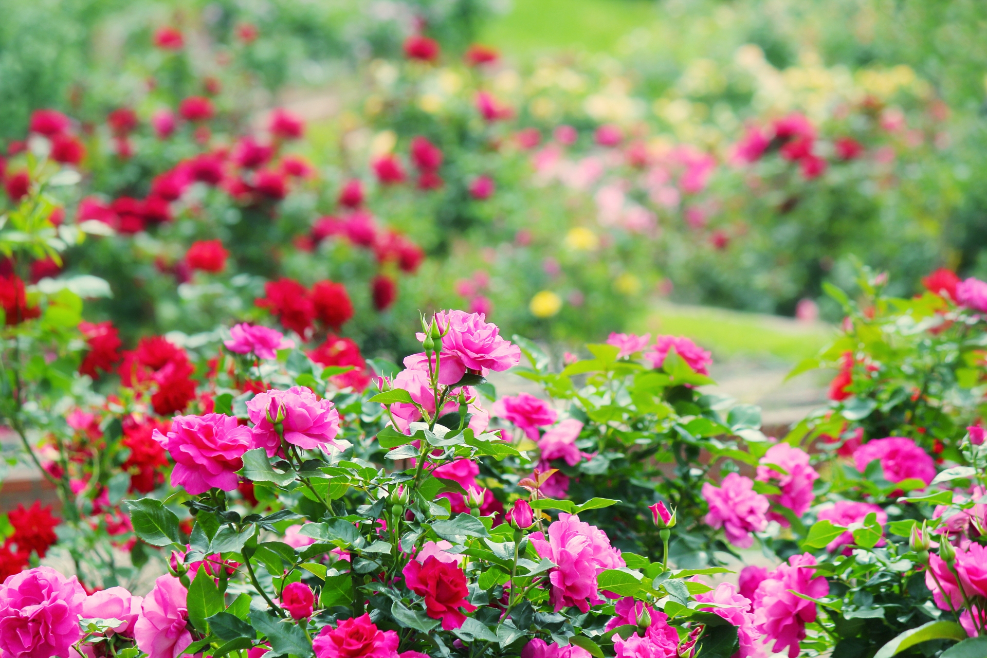 【関東近郊】夏のお花畑おすすめ15選！6月7月見頃のあじさいやバラが美しい名所も