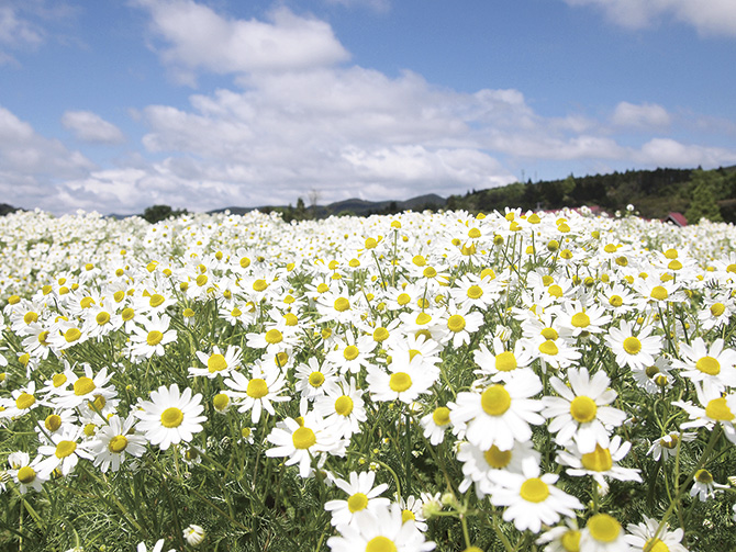 6月7月見頃の 花絶景 12選 デートにもおすすめ 東海近郊 19年6月13日 エキサイトニュース