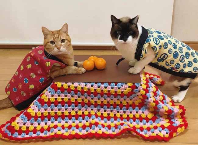 組み立てかんたん♪猫専用こたつ付きみかん「猫と、こたつと、思い出