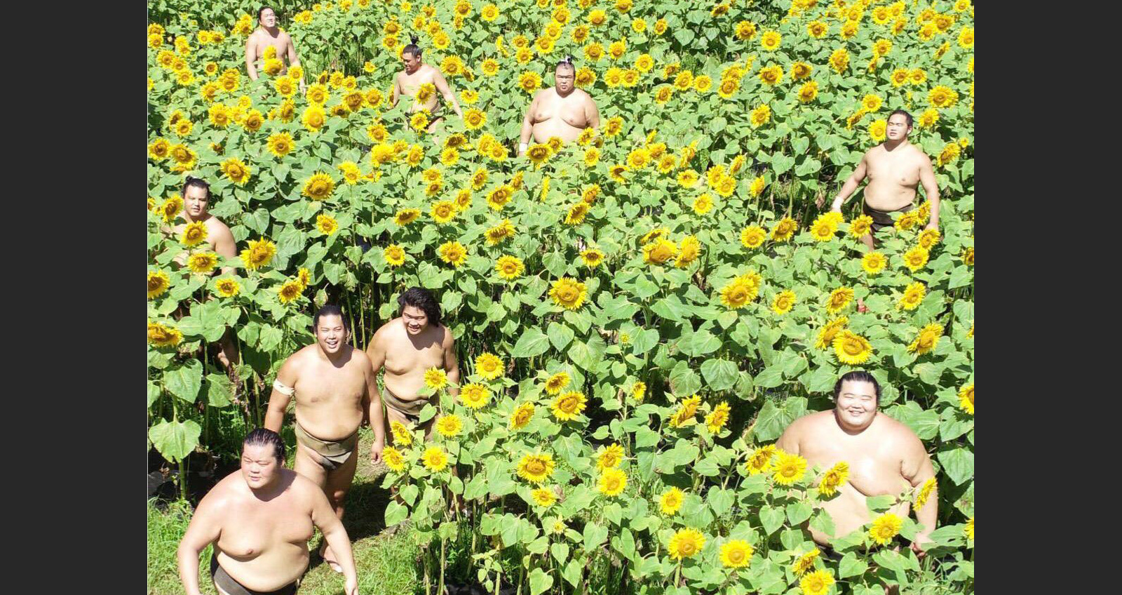 まるでひまわり畑に集う妖精さん 笑 この世の楽園 真夏に戯れる力士たちの写真が話題に 19年8月8日 エキサイトニュース