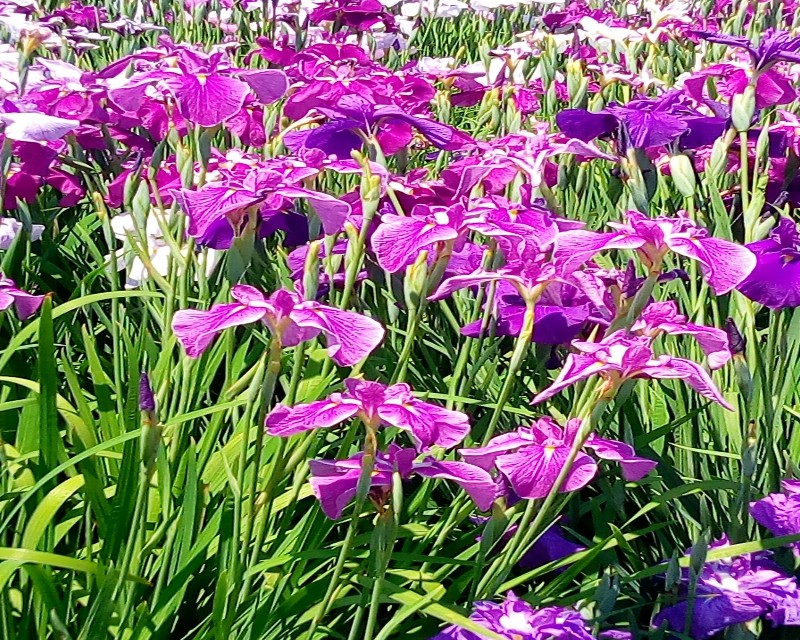 今がちょうど見頃です！名所 堀切菖蒲園、歌川広重も描いた江戸の風流
