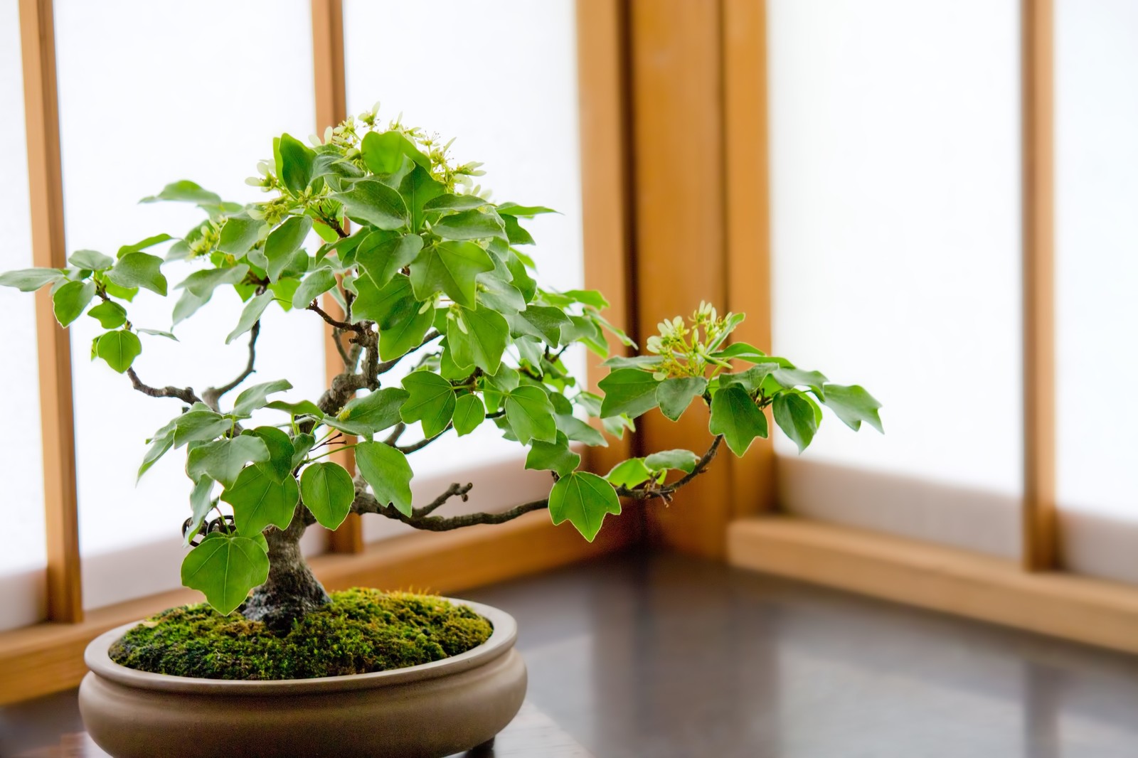 盆栽と植木の違いって何 盆栽 それは子ども心を忘れた大人こそハマる癒やしの世界 19年2月8日 エキサイトニュース