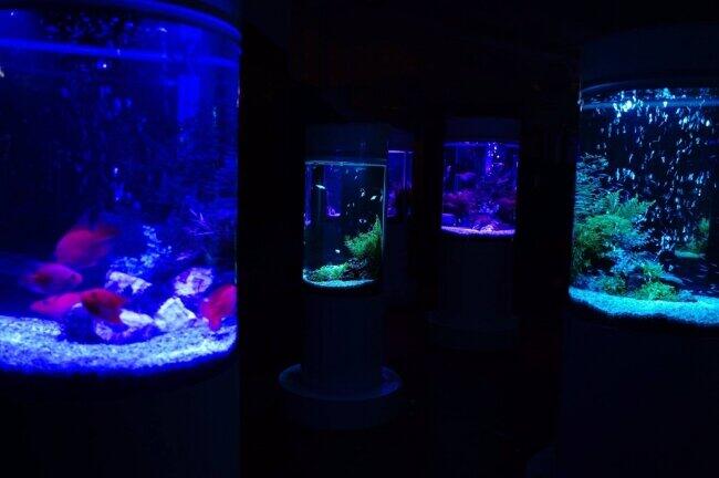 00匹の美しい魚を展示するカフェ型水族館 イオンモール木更津に 年6月2日 エキサイトニュース