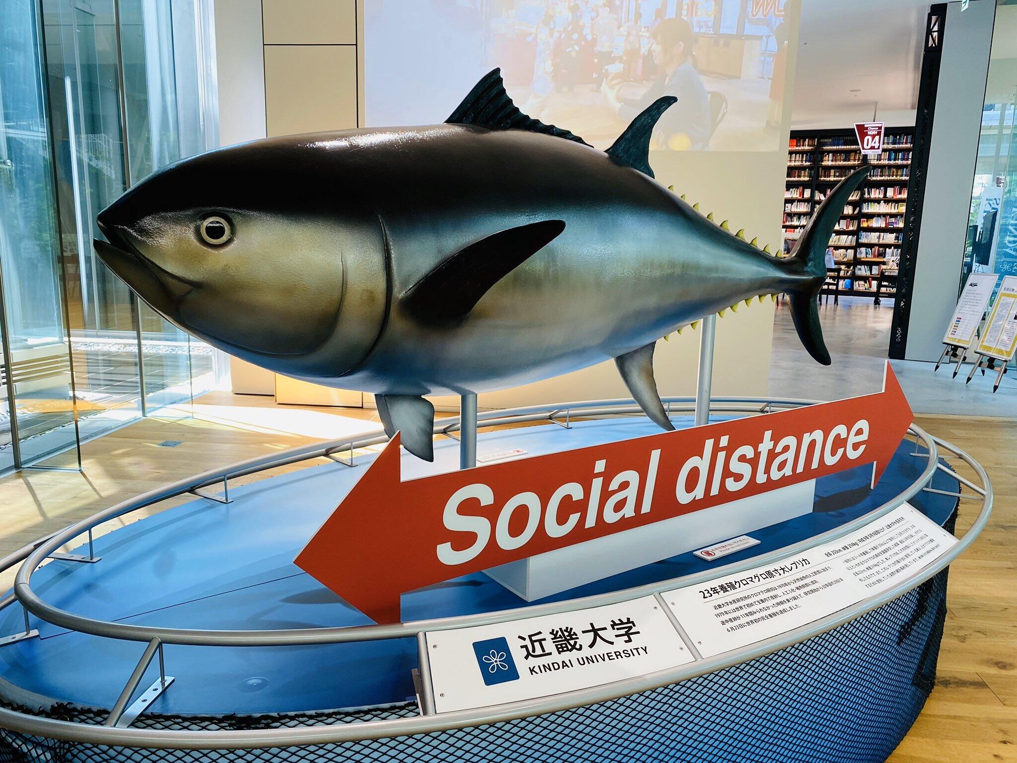 近畿大 マグロ愛 ですごいの出したぞ 飛び出るマスクカバー 図書館にデカい置物 年6月10日 エキサイトニュース