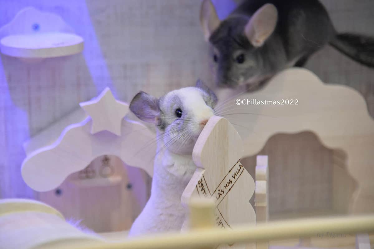 チンチラ」人気上昇で大型イベントも SNSの写真投稿増えメディア注目 