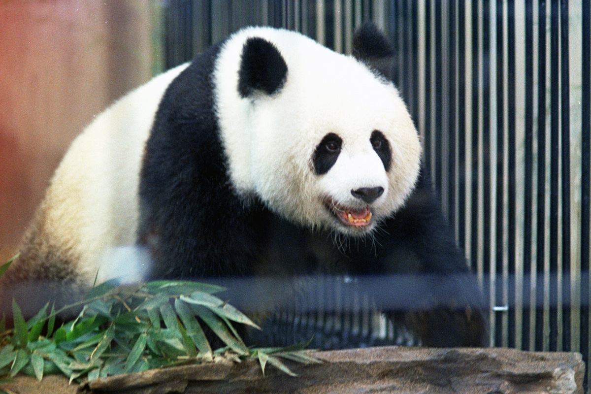 上野動物園生まれのパンダはみんな6月生まれ Best写真集 22年6月6日 エキサイトニュース