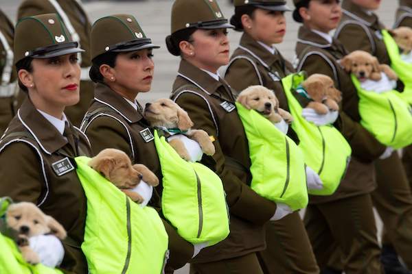 かわいすぎる チリの記念パレードで 警察犬のたまご が大行進 18年9月21日 エキサイトニュース