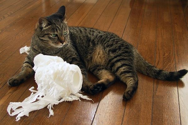 ご長寿ネコ 目指せ才超え 飼い主に聞いた長生きの秘けつ 21年1月16日 エキサイトニュース