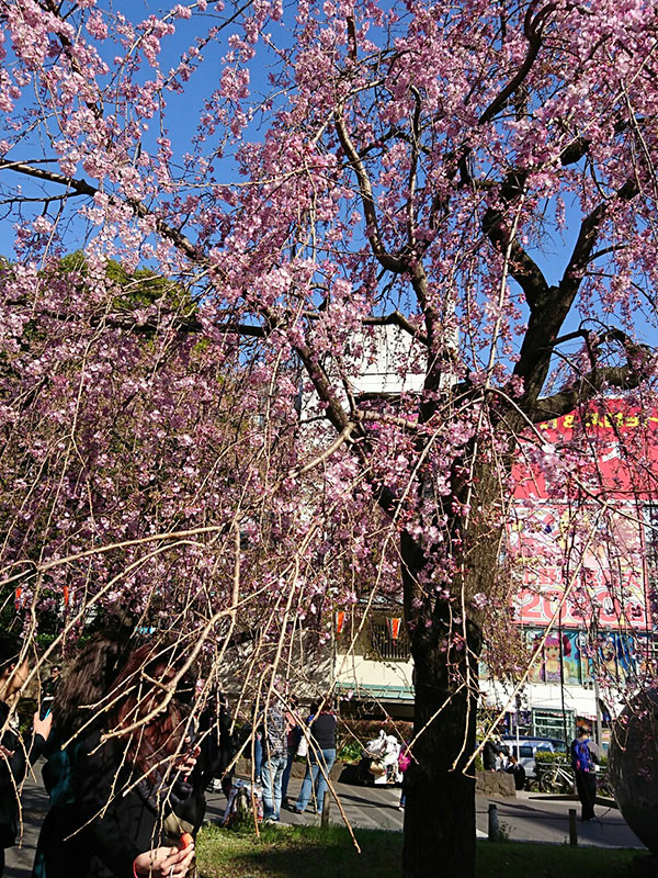 今週の対決 上野公園vs代々木公園 桜の名所はどっち 2017年4月3日 エキサイトニュース