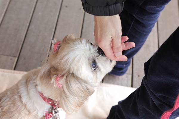 犬がむやみに吠えなくなる ペットを癒す Tタッチ とは 18年1月29日 エキサイトニュース