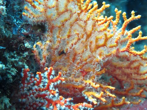 宝石サンゴの海底調査で新種2種発見 台湾研究チーム 13年4月25日 エキサイトニュース